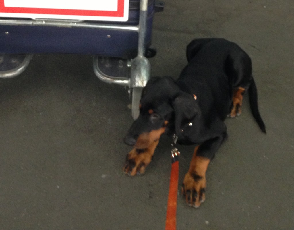Importing a puppy from Europe