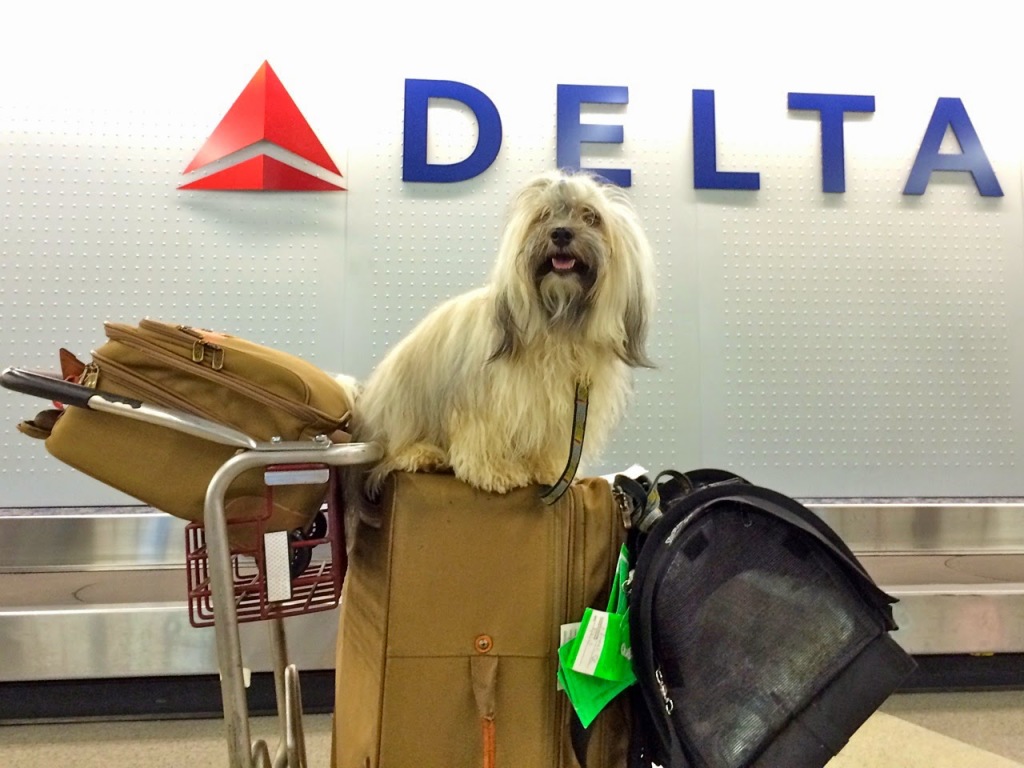 Cestování se psy do zahraničí