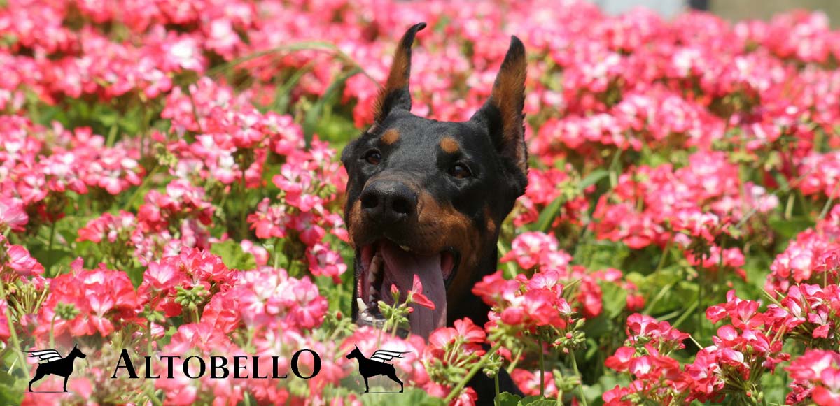 Altobello dobermann kennel