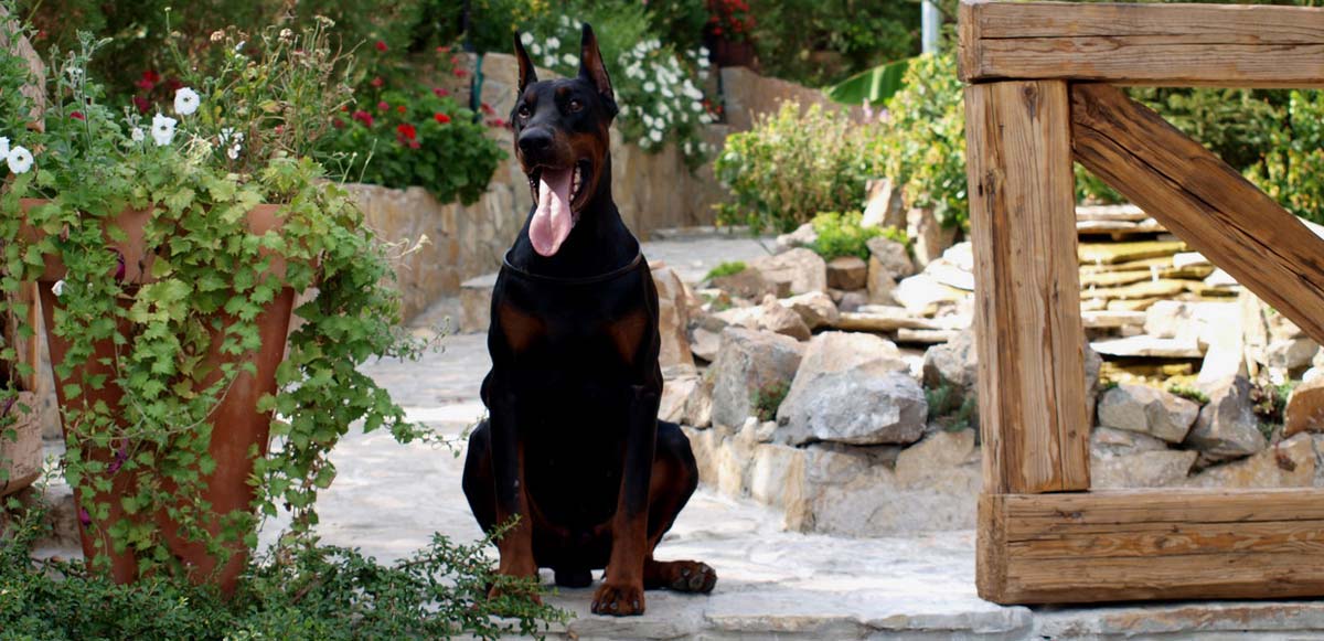 Altobello dobermann kennel
