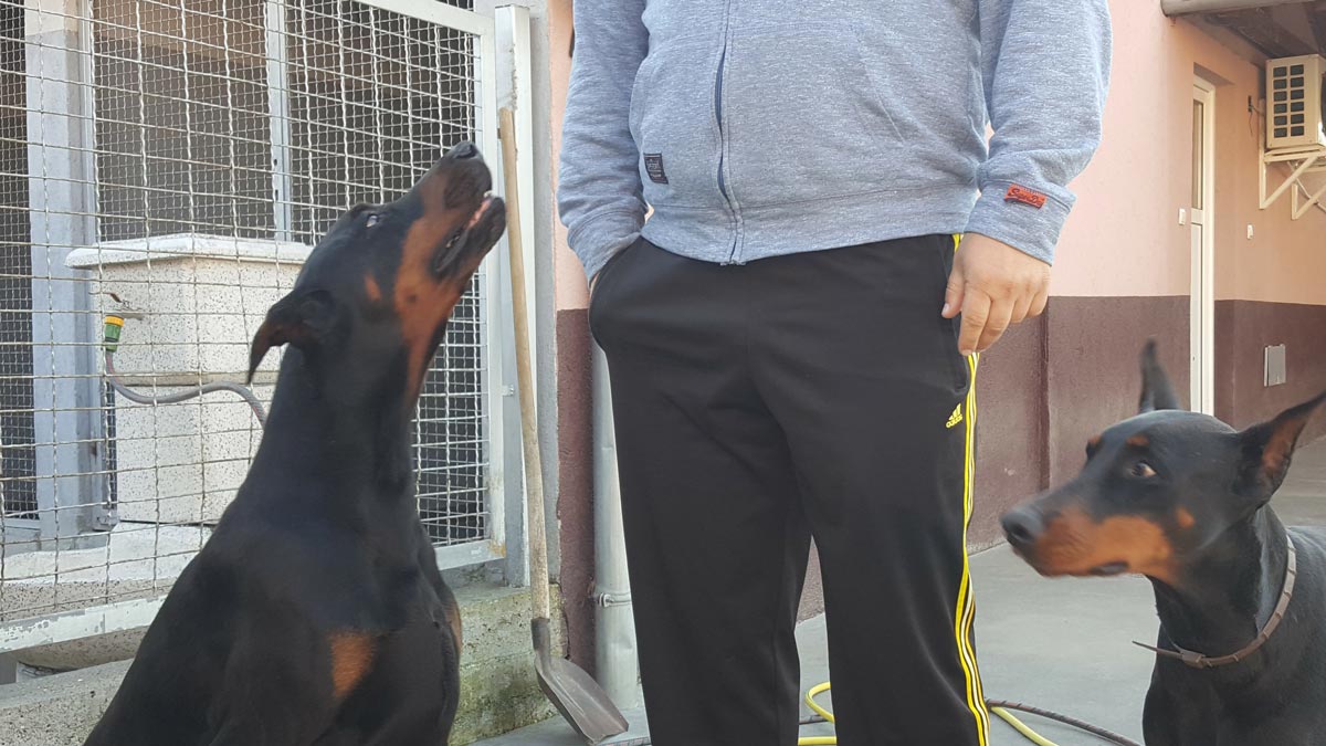 Betelges Dobermann Kennel