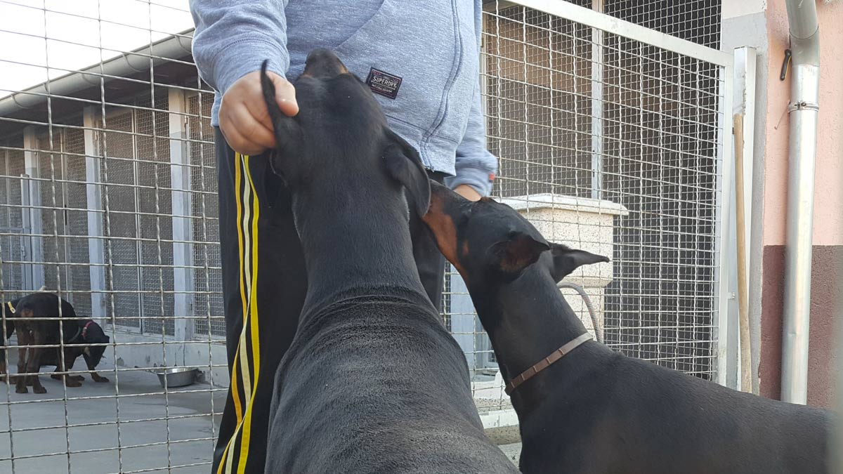 Betelges Dobermann Kennel