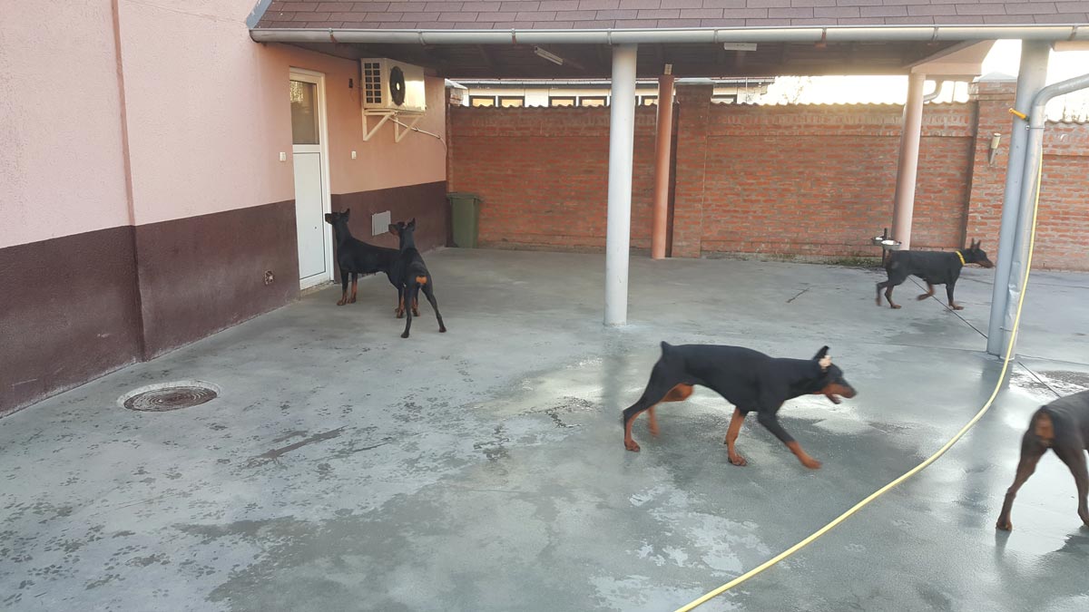 Betelges Dobermann Kennel