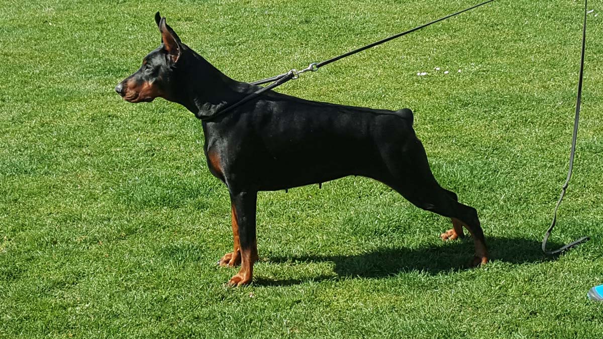 Fort Bellators Dobermann Kennel