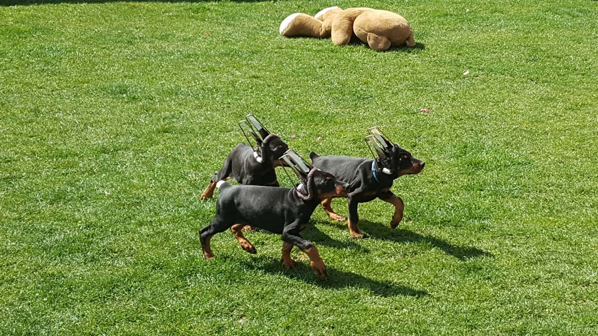 Fort Bellators Dobermann Kennel
