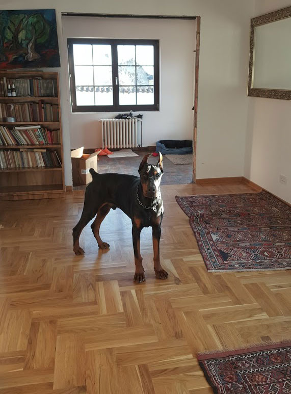 Lipar Land Dobermann kennel