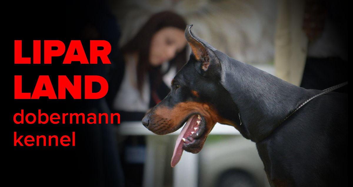 Lipar Land Dobermann kennel