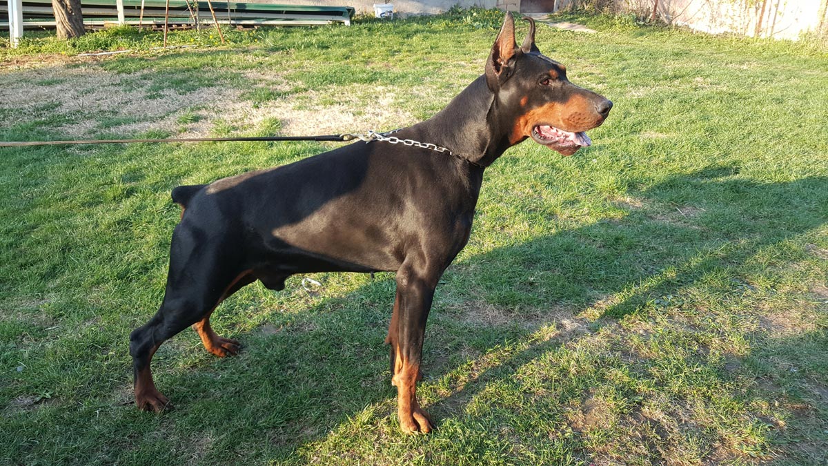 Lipar Land Dobermann kennel