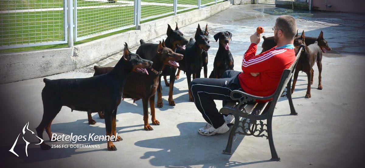 Betelges Dobermann Kennel