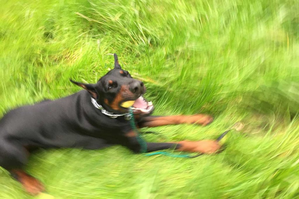 European Doberman playing with a ball 